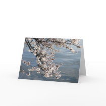 cherry blossom Washington DC Card