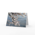 cherry blossom Washington DC cards