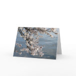 cherry blossom Washington DC cards