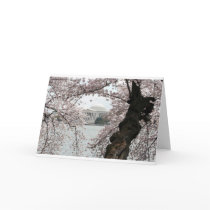 Cherry Blossom Washington DC Cards