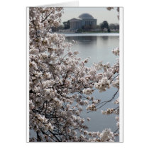 Cherry Blossom Washington DC Card