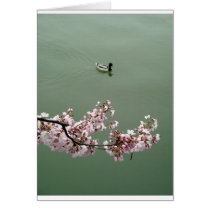 Cherry Blossom Washington DC Card