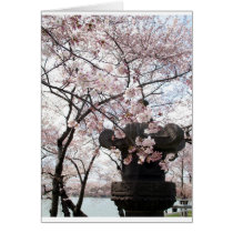 Cherry Blossom Washington DC cards