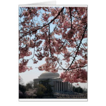 Cherry Blossom Washington DC cards