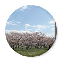 cherry blossom Washington dc Fridge Magnets