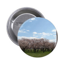 cherry blossom Washington dc Pins