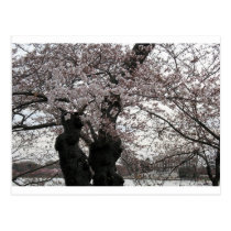 cherry blossom Washington dc postcards