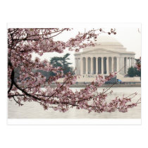 Cherry Blossom Washington DC postcards
