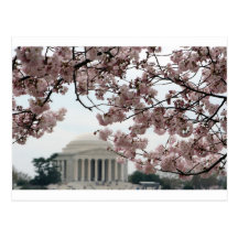 Cherry Blossom Washington DC Post Card