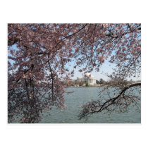Cherry Blossom Washington DC postcards