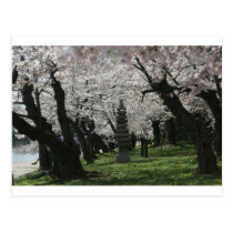 Cherry Blossom Washington DC postcards