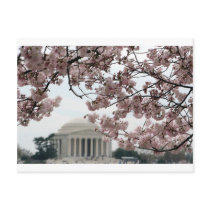 Cherry Blossom Washington DC Post Card