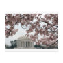 Cherry Blossom Washington DC Post Card