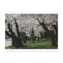 Cherry Blossom Washington DC Post Cards