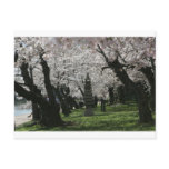 Cherry Blossom Washington DC postcards