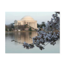 Cherry Blossom Washington DC Postcard