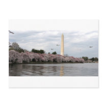 Cherry Blossom Washington DC Postcards
