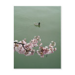 Cherry Blossom Washington DC postcards