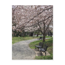 Cherry Blossom Washington DC Postcards