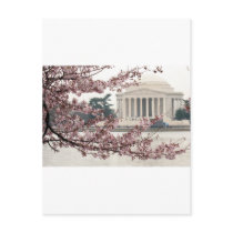 Cherry Blossom Washington DC Post Card