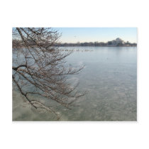 Cherry Blossom Washington DC Postcard