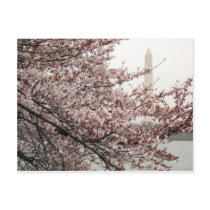 Cherry Blossom Washington DC Postcards