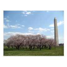 cherry blossom Washington dc Postcard
