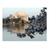 Cherry Blossom Washington DC postcards