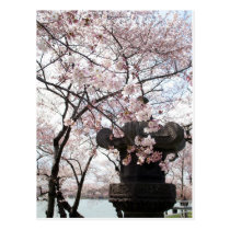 Cherry Blossom Washington DC postcards