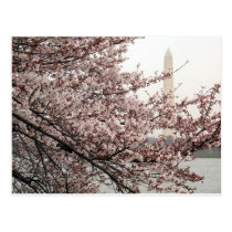 Cherry Blossom Washington DC postcards