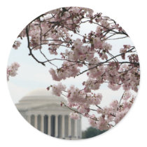 Cherry Blossom Washington DC Sticker