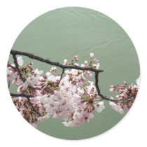 Cherry Blossom Washington DC Stickers