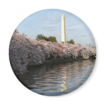 Cherry Blossom Washington monument Magnet