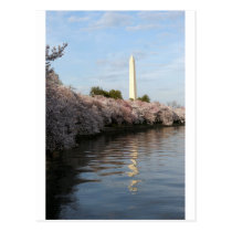 Cherry Blossom Washington monument postcards
