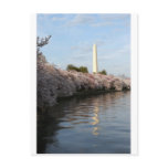 Cherry Blossom Washington monument Post Cards