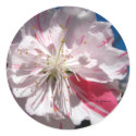 Cherry Blossom Wedding Envelope Seal stickers