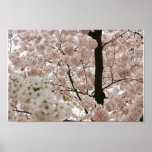 Cherry Blossoms 1 posters