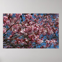 Cherry Blossoms and Blue Sky Print