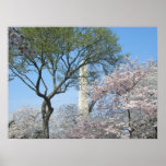 Cherry Blossoms and the Washington Monument Print