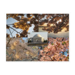 Cherry Blossoms at DC's Tidal Basin Postcards