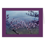 Cherry Blossoms at Tidal Basin, Washington DC-2 Greeting Cards