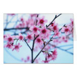 Cherry Blossoms - B cards