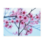 Cherry Blossoms - B postcards