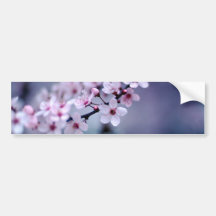 Cherry Blossoms Bumper Stickers