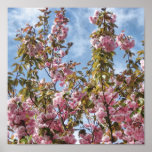 Cherry Blossoms Canvas Poster