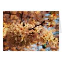 Cherry Blossoms Card