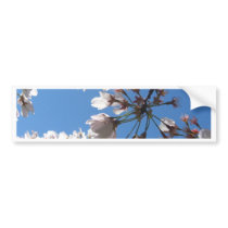 Cherry Blossoms * Close Up
