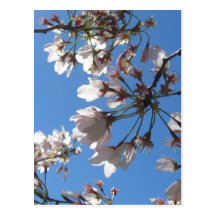 Cherry Blossoms * Close Up Postcards
