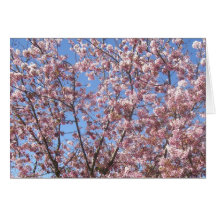 Cherry Blossoms Greeting Cards