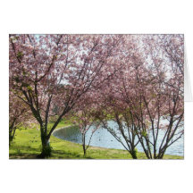 Cherry Blossoms In Full Bloom Cards